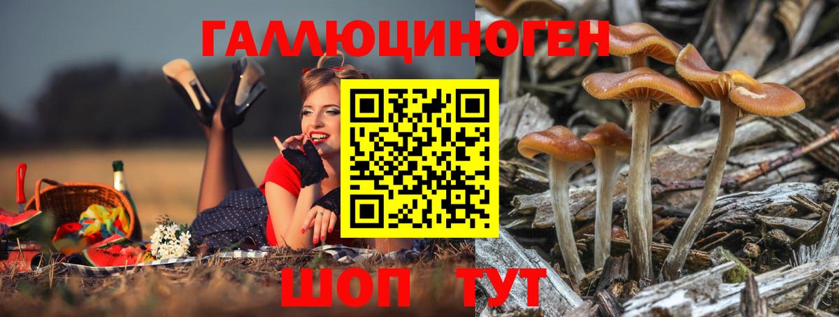 Галлюциногенные грибы Psilocybine cubensis Нурлат